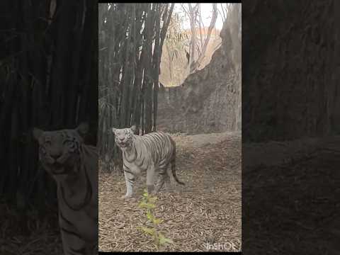 कात्रज उद्यान प्राणिसंग्रहालय 🐅 White tiger Rajiv Gandhi Zoological Park Pune#viral#ytshort#trending