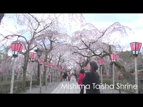 Guidoor 三島市 ・観光PR動画　Mishima City IZU tourism promotion