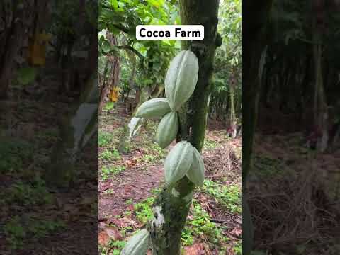 Cocoa farm in African village #youtubechamps #vlog #villagevlog