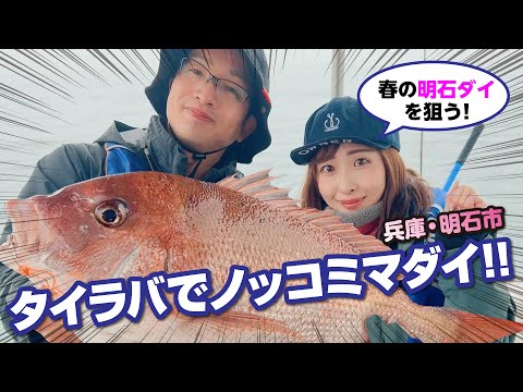 春の明石沖。タイラバマダイと大型スズキを楽しむ【ガッ釣り関西247】