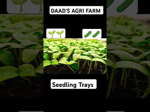 Seedling Trays for CUCUMBER !!🥒🥒|| DAAD'S AGRI FARM #farming #shortvideo