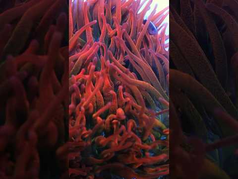 Clownfish Dancing in Anemone! #clownfish #fish #shorts #fyp #viral