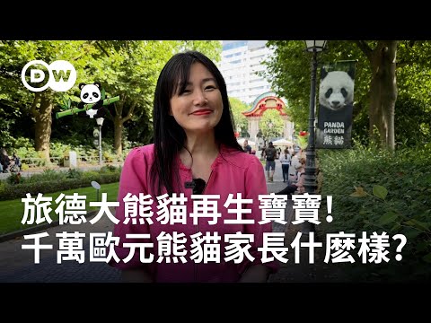 旅德大熊貓再生雙胞胎！千萬歐元熊貓家長什麽樣 | DW獨家視角