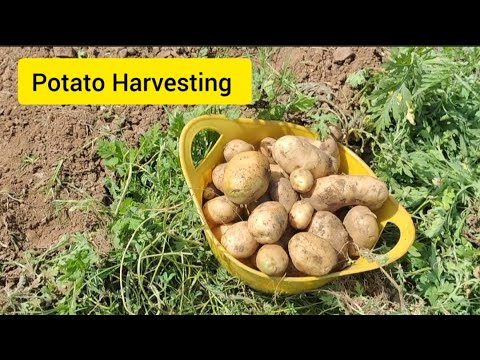 Potato Harvesting || आलू को खेत से कैसे निकलते हैं || Harvest Potato At Home