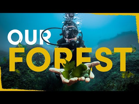 Our Kelp Forest Has Sprung to Life! - here’s how we did it