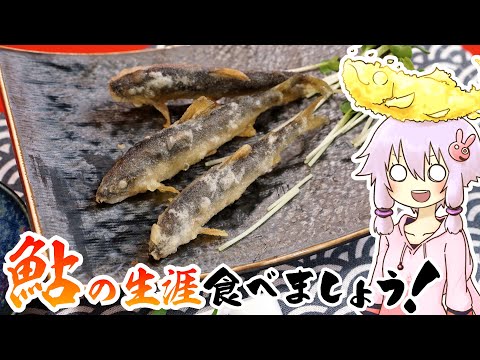 結月ゆかりのお腹が空いたのでVol.47「鮎食べましょう」