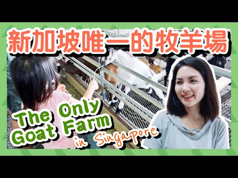 The Only Goat Farm in Singapore 新加坡唯一的牧羊場丨親子假日好去處丨香港人在新加坡