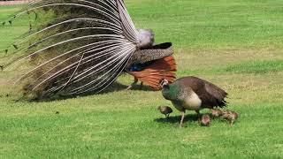 Peacock Wants to Mate with Peahen Momma