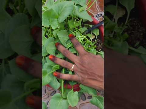 చుక్కకూర harvesting #garden #chukkakura #harvest #minigarden #gardening