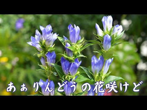 あぁりんどうの花咲けど　milkye326　　(オリジナル　舟木一夫)