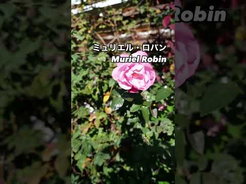 モーブピンクの花で庭を飾るミュリエル・ロバン Muriel Robin⠀紫の秋花が咲いた。2024年12月3日⠀オラールOrardのブッシュ・ローズ。フランスのバラ。