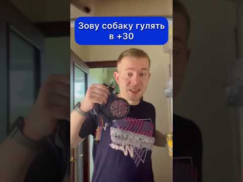 СМЕШНЫЕ ЖИВОТНЫЕ | зову собаку гулять в +30 | иди на ружу