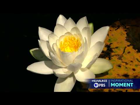 Milwaukee PBS Presents | Inspirational Moments | Summer at Schlitz Audubon Nature Center