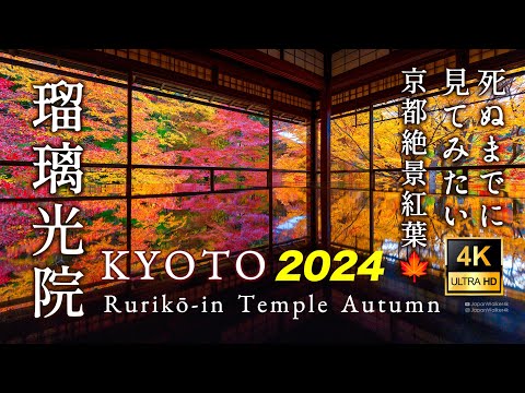 [4K JAPAN] Rurikoin Temple’s “Autumn Foliage Reflection” 🍁🍁 2024.12.6 #AutumnLeaves #Kyoto