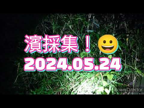 【昆虫採集】仕事帰りに横浜ミヤマ採集行ってきました！ 2024.05.24［ミヤマクワガタ、コクワガタ、クワガタ、横浜、クワガタ採集］