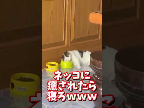 ネッコの動画で癒されたら寝ろｗｗｗ　#2ch #2ch動物スレ #2ch面白いスレ #動物 #犬 #猫 #癒やし #ねこ