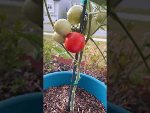 Organically Grown Tomatoes By Me In America #organicvegetables #healthyfood #tomato #healthycooking