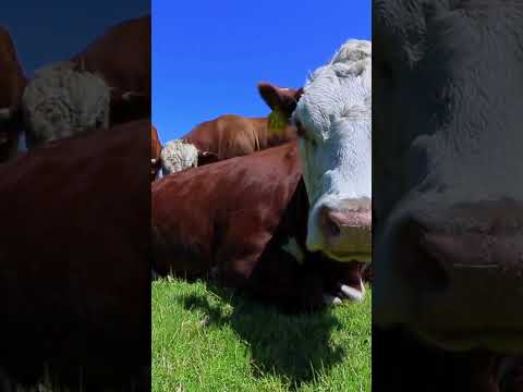 Cows Can Have Different Accents like Humans ! #cow #zoology #animals #facts #science #english