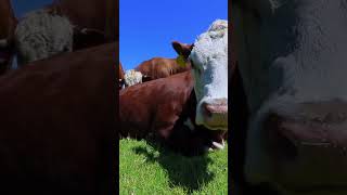 Cows Can Have Different Accents like Humans ! #cow #zoology #animals #facts #science #english