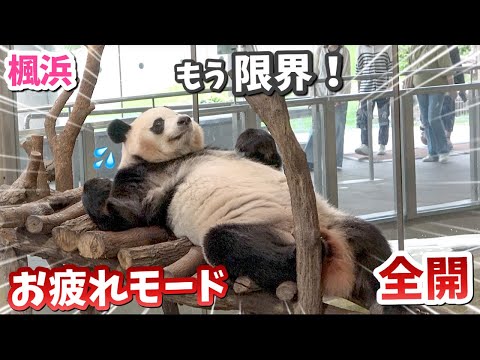 【パンダアイドル楓浜】残業中にお尻がかゆくて大騒ぎ🐼大急ぎで帰宅する