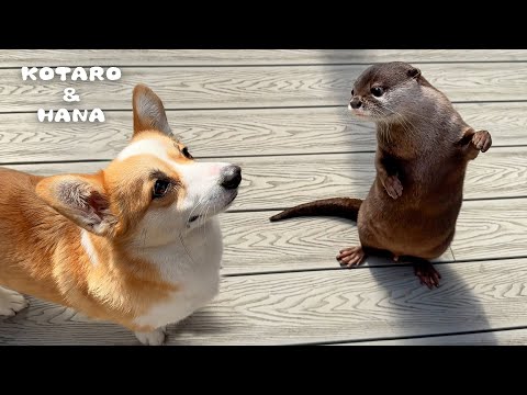 Otter Snaps at Her Friendly Dog Buddy