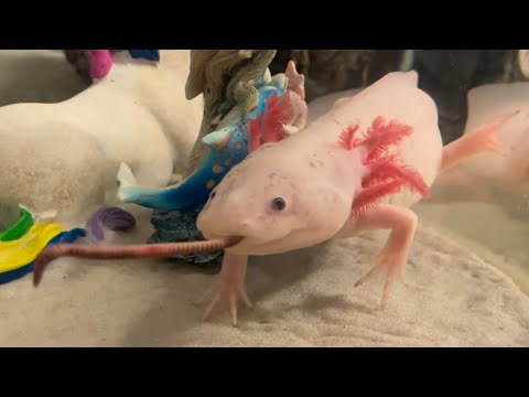 Hilarious! Axolotl hunting a worm