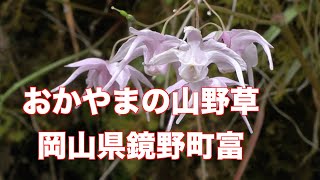 2023.4.19  おかやまの山野草（映像ジャーナリスト　宮﨑　賢）