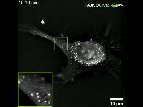 Lipid Droplet Transport: Real-Time & Label-Free