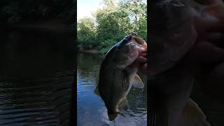 fishing off of a fallen tree in the river paid off🥶💀🥶💀🔥🔥 @tokenhiphop #shorts #fishing#cpr #nature