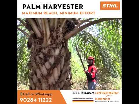 STIHL Palm Cutter के साथ 3 मीटर तक की ऊचाई पर भी ताड़ के फलों की आसानी से कटाई की जा सकती है।