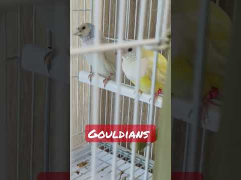 my special pair of gouldians