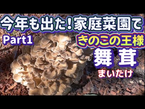 【天然なら超高額キロ一万円以上】きのこの王様舞茸が今年も出た！まいたけで楽しい焼肉