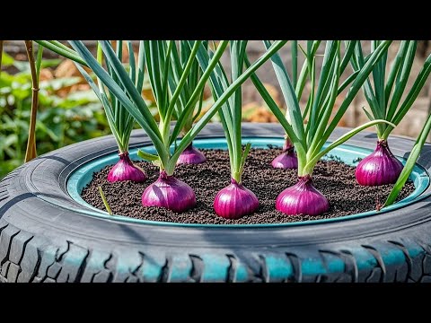 Grow Purple Onions in Plastic Bottles: Easy Balcony Gardening Hack