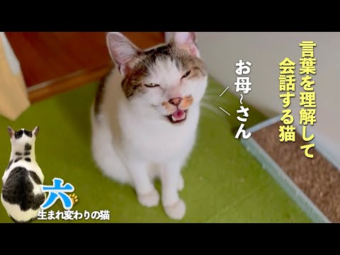 【猫は言葉を理解して会話をする】おしゃべり猫の六との会話する日常。そんな愛猫が無口になる瞬間も | [生まれ変わりの猫] 六