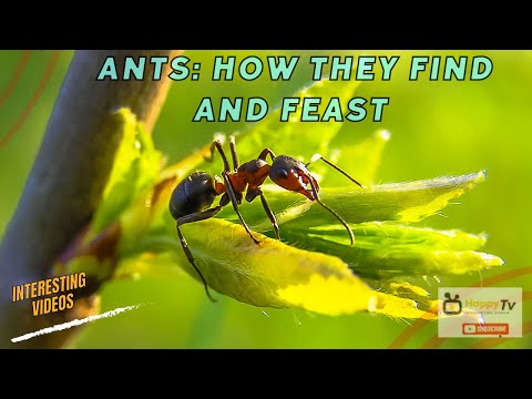 Unveiling the Culinary Adventures of Ants: How They Find and Feast