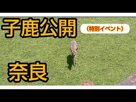 奈良【子鹿公開】特別イベント