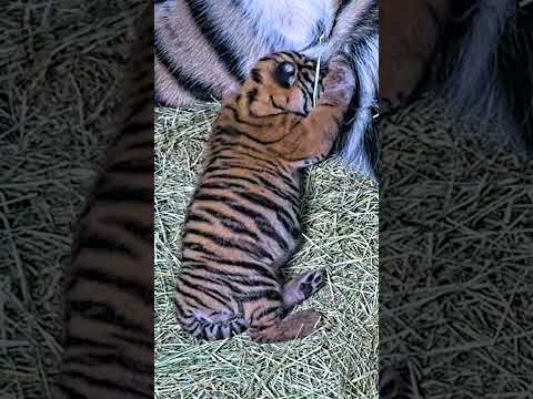 Tiny Tiger Cubdate