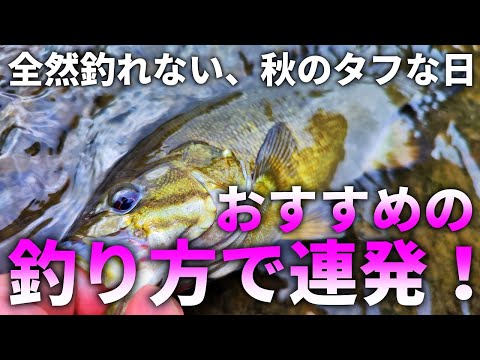 秋、全く釣れない時ありませんか？そんな時はダウンショットがおすすめですよ【バス釣り】【釣り方】【スモールマウスバス】【11月】