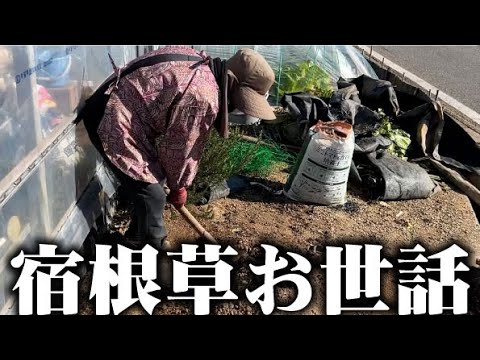 【足をグッサリ切りました】手入れは今でしょ！【オカワカメ】【多年草】