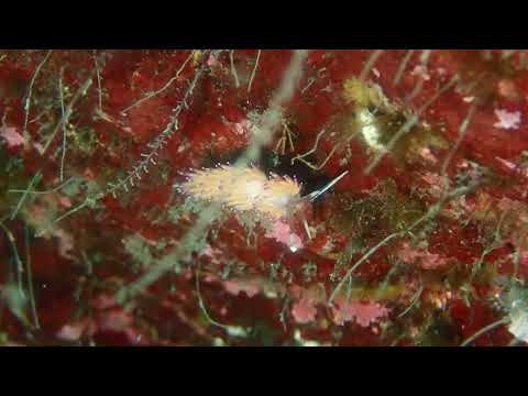 ＊ウミウシ＊トモエミノウミウシの歩きを観察する20240503越前海岸ファンダイビング