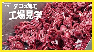 【ワクワク工場見学】九州シェアNo.1のタコができるまで｜タコのカイセイ｜福岡県古賀市