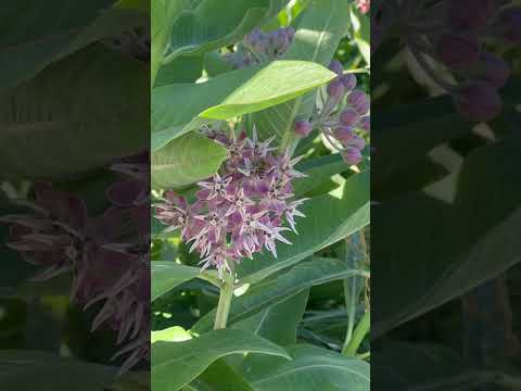 UDOT I-15 Perry Rest Stop Pollinator Habitat