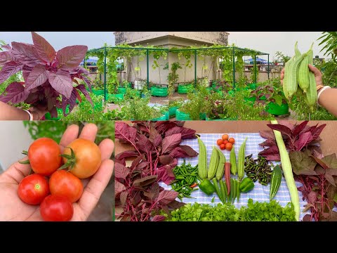 Biggest Harvesting Of Organic Veggies From My Terrace // Harvesting Organic Vegetables