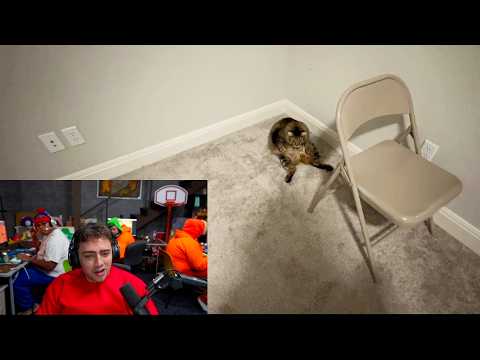 Mizkif's cat found sitting alone in a dark empty room