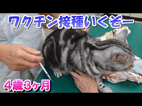 ３年ぶりのワクチン接種！猫とお散歩（アメリカンショートヘア）