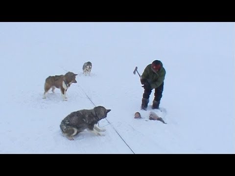 An Inuit quartering a seal to feed his sled dogs - Nanoq 2007 expedition