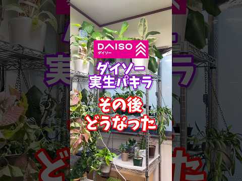 【ダイソー】実生パキラ、その後、どうなった？ #ダイソー #daiso #観葉植物 #houseplants #パキラ #pachira