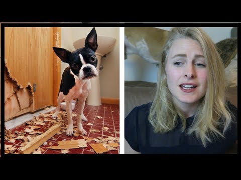 How to Stop Your Dog From CHEWING EVERYTHING | 5 Hacks for DOGS that CHEW