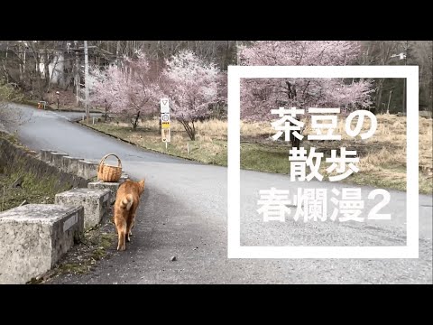 猫が満開のマメザクラの下散歩, 猫と散歩する動画,散歩のお供,猫と一緒に散歩,猫が散歩する動画,散歩猫,茶豆の散歩,森猫,茶トラ猫,No.37-茶豆の散歩春爛漫2@bokuchamame​