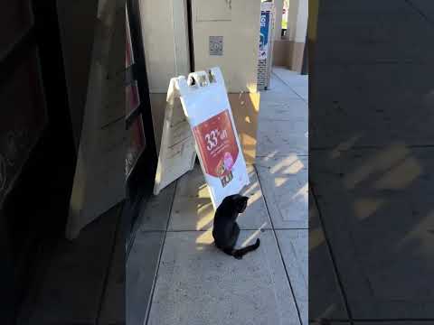 TT:@instagrouchy letting a stray cat into walgreens #cat #kitty #kitten